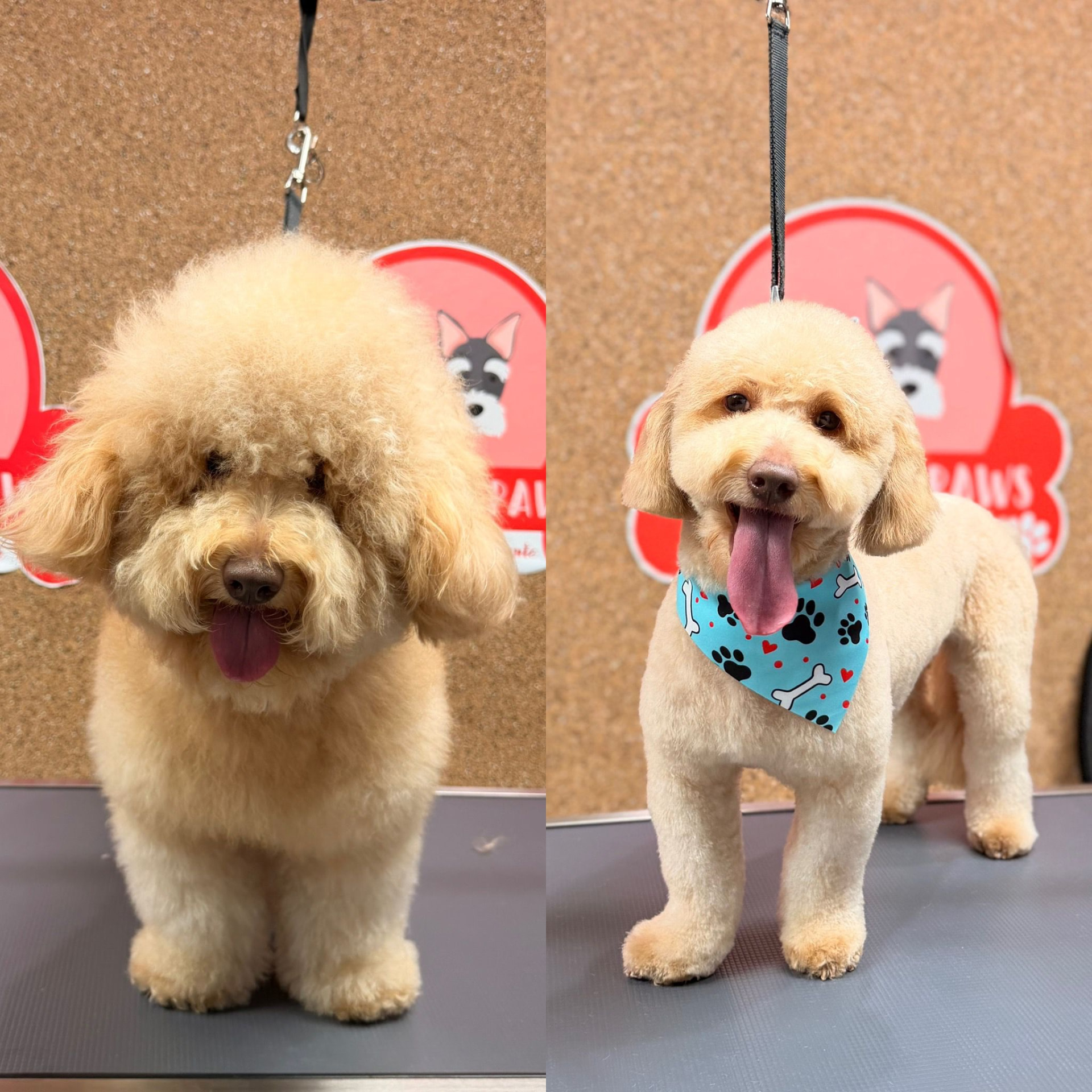 Full Groom — Happy and clean at Kisses and Paws in West Miami