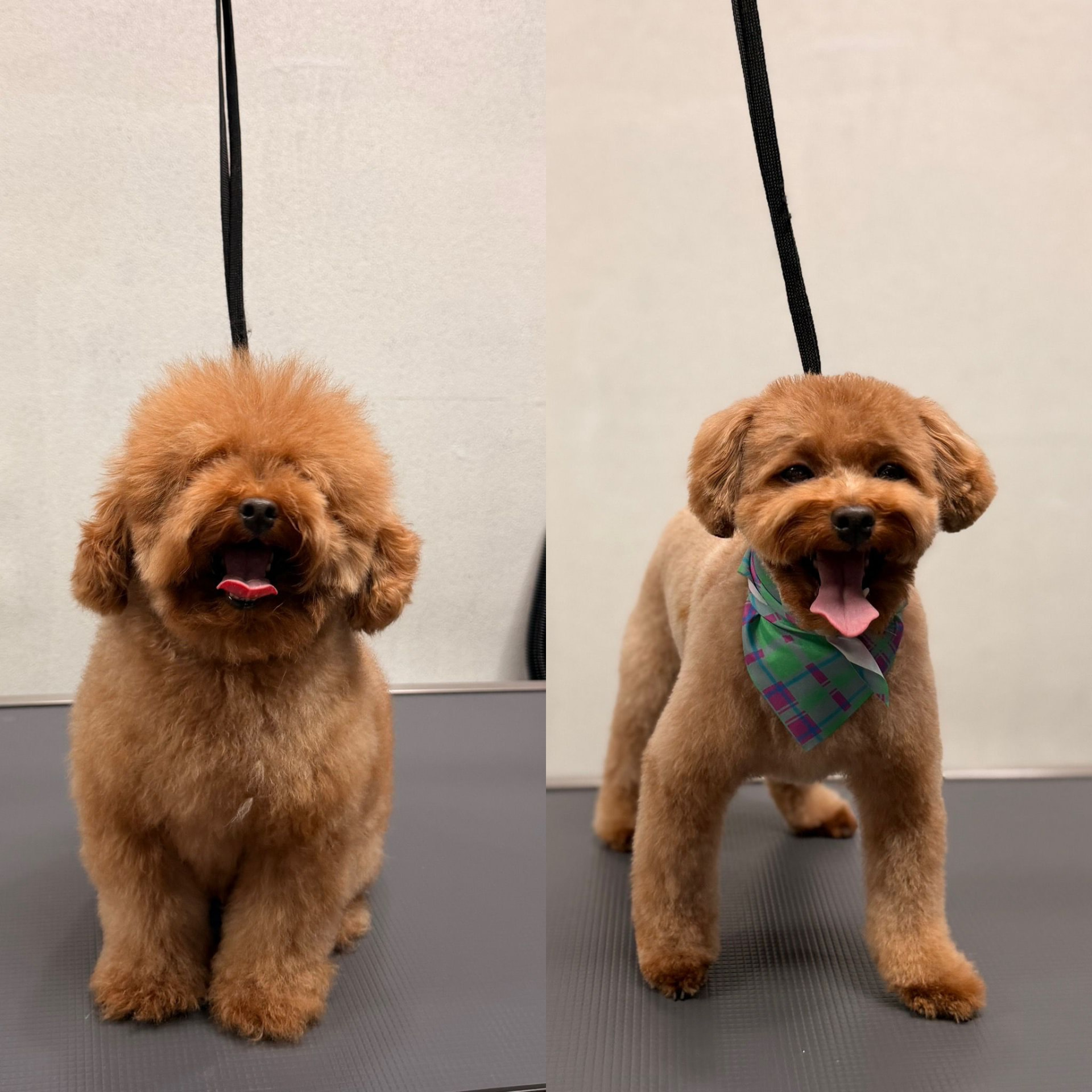 Full Groom — Before and after at Kisses and Paws in West Miami