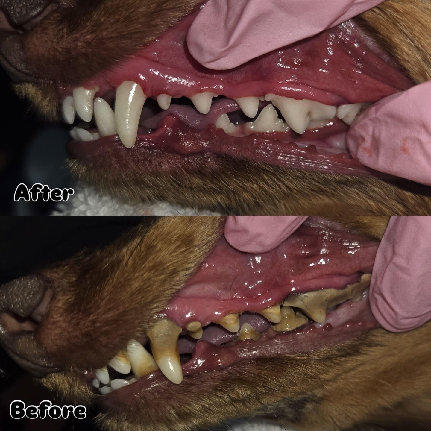 NATS — Dental Cleaning — Clean teeth at Kisses and Paws in West Miami