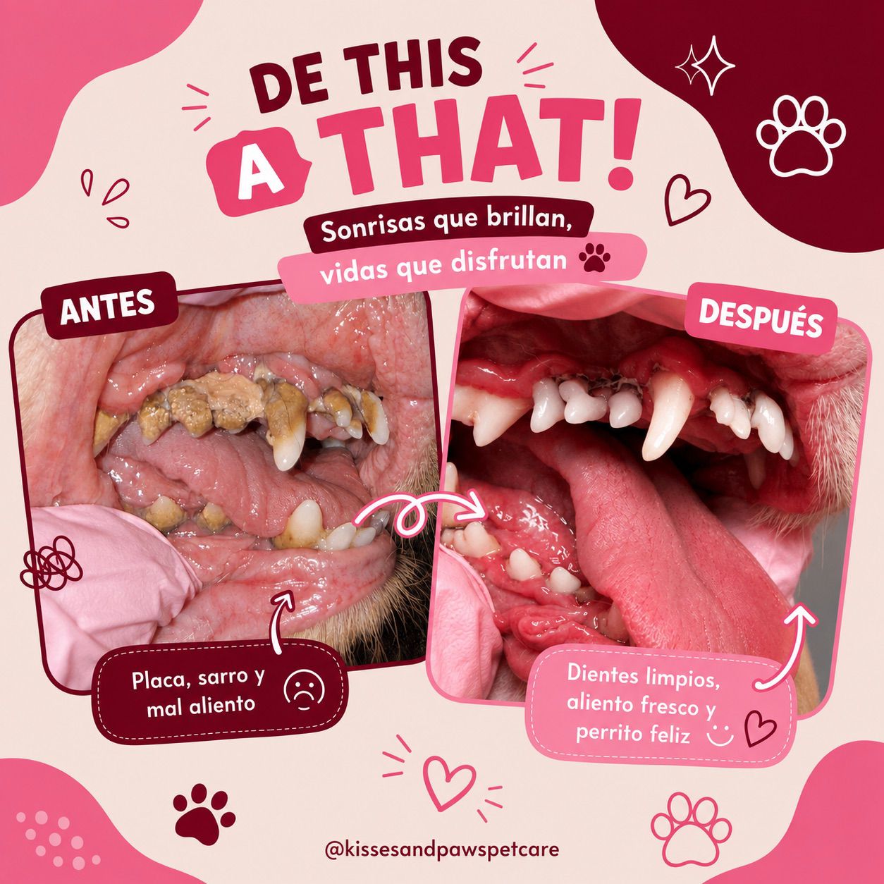 NATS — Dental Cleaning — Before and after at Kisses and Paws in West Miami