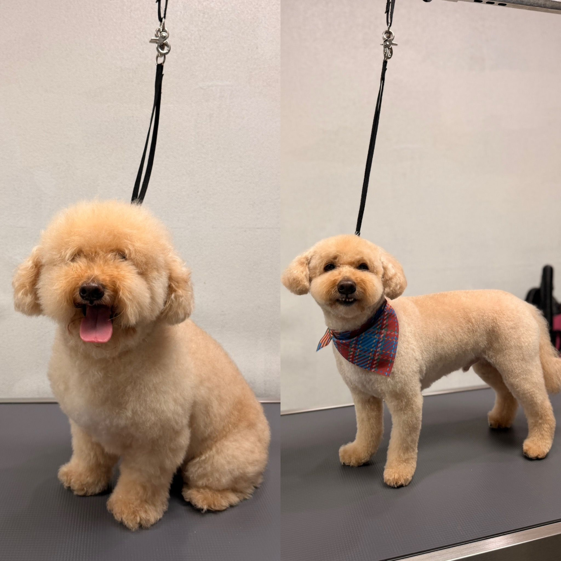 Full Groom — Breed haircut at Kisses and Paws in West Miami