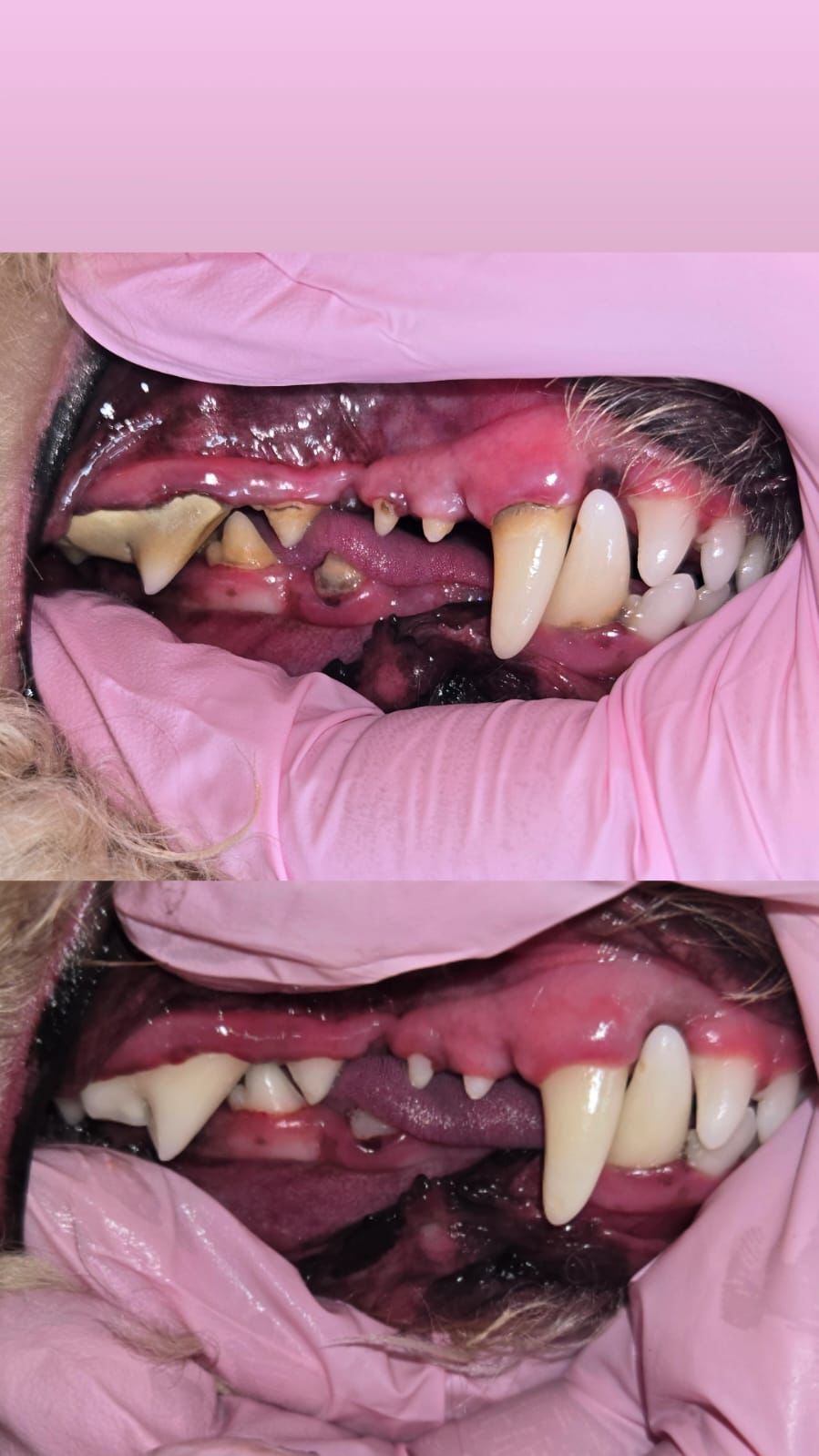 NATS — Dental Cleaning — Tartar removed at Kisses and Paws in West Miami