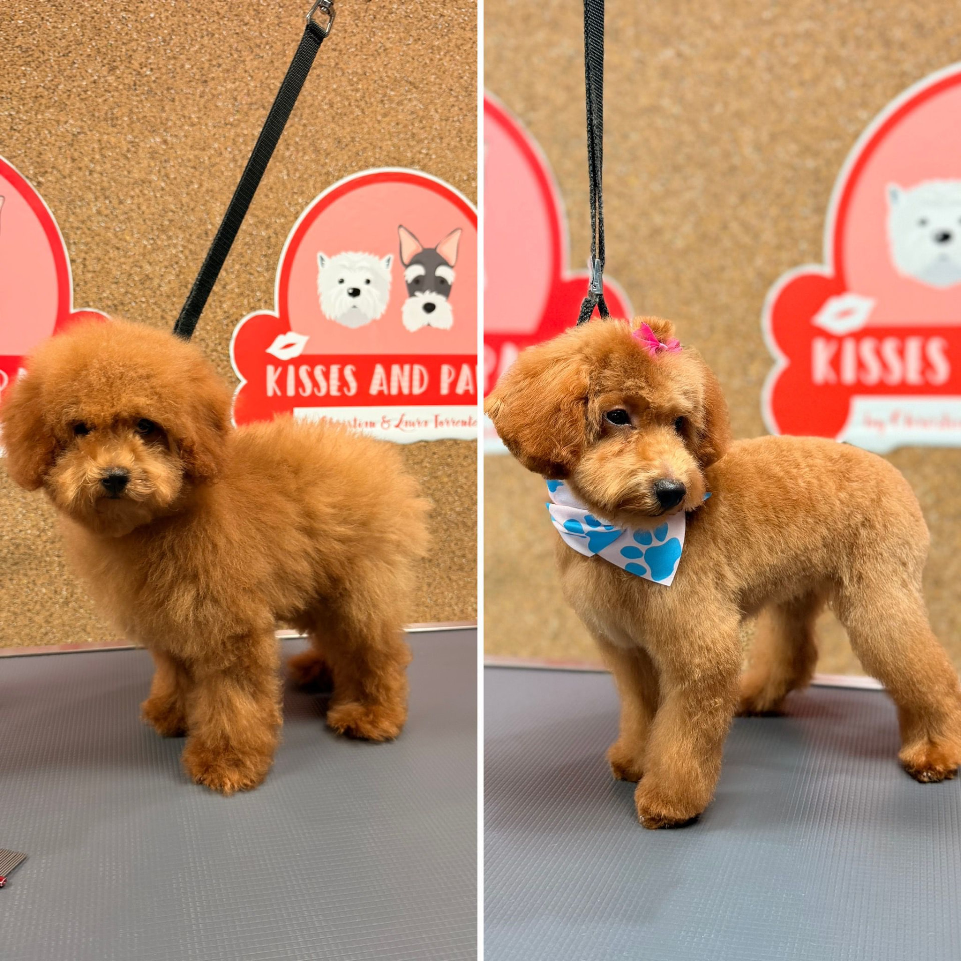Full Groom — Detailed finish at Kisses and Paws in West Miami