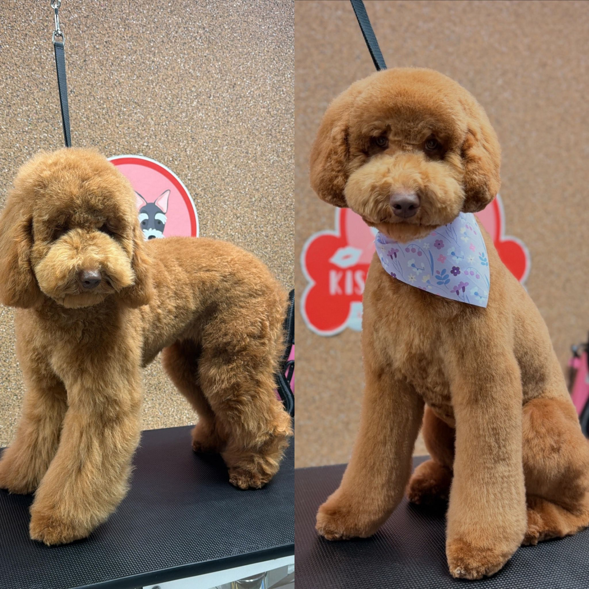 Full Groom — Ready to go home at Kisses and Paws in West Miami