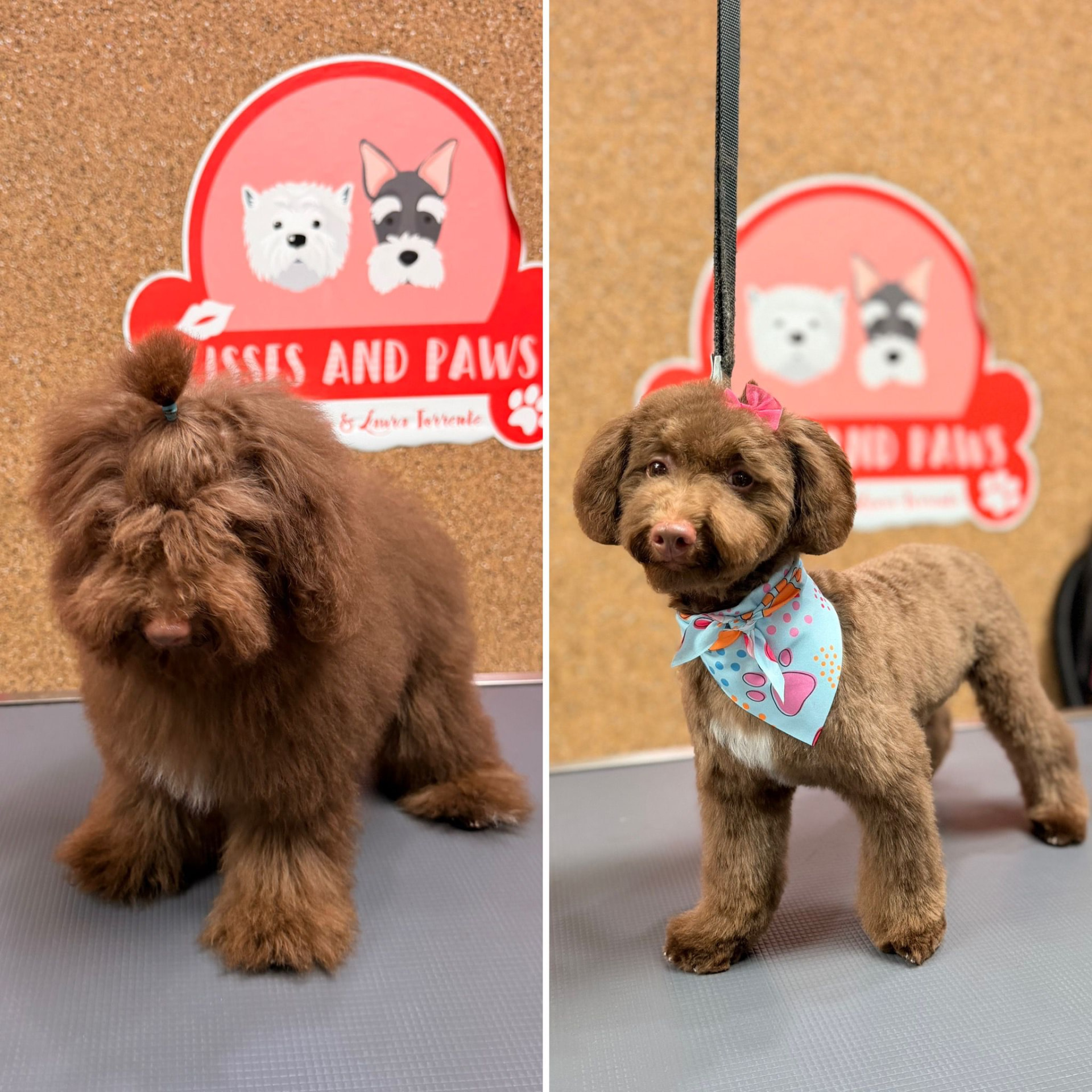 Full Groom — Poodle styling at Kisses and Paws in West Miami