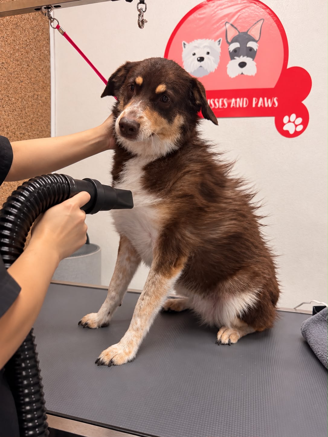 Bath — Gentle drying at Kisses and Paws in West Miami