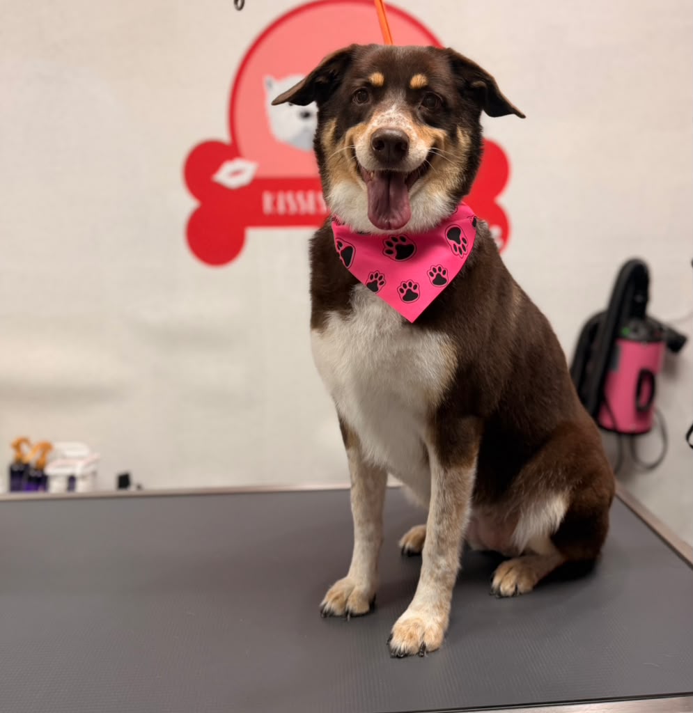 Bath — Ready to go home at Kisses and Paws in West Miami
