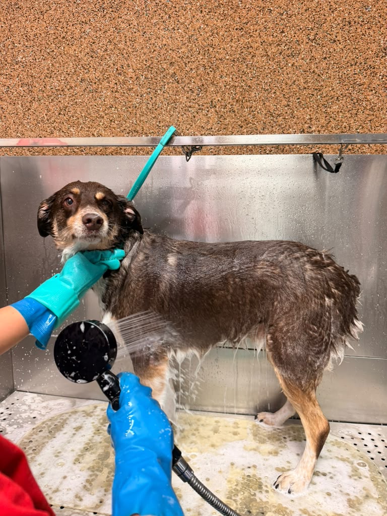 Bath — A relaxing bath at Kisses and Paws in West Miami