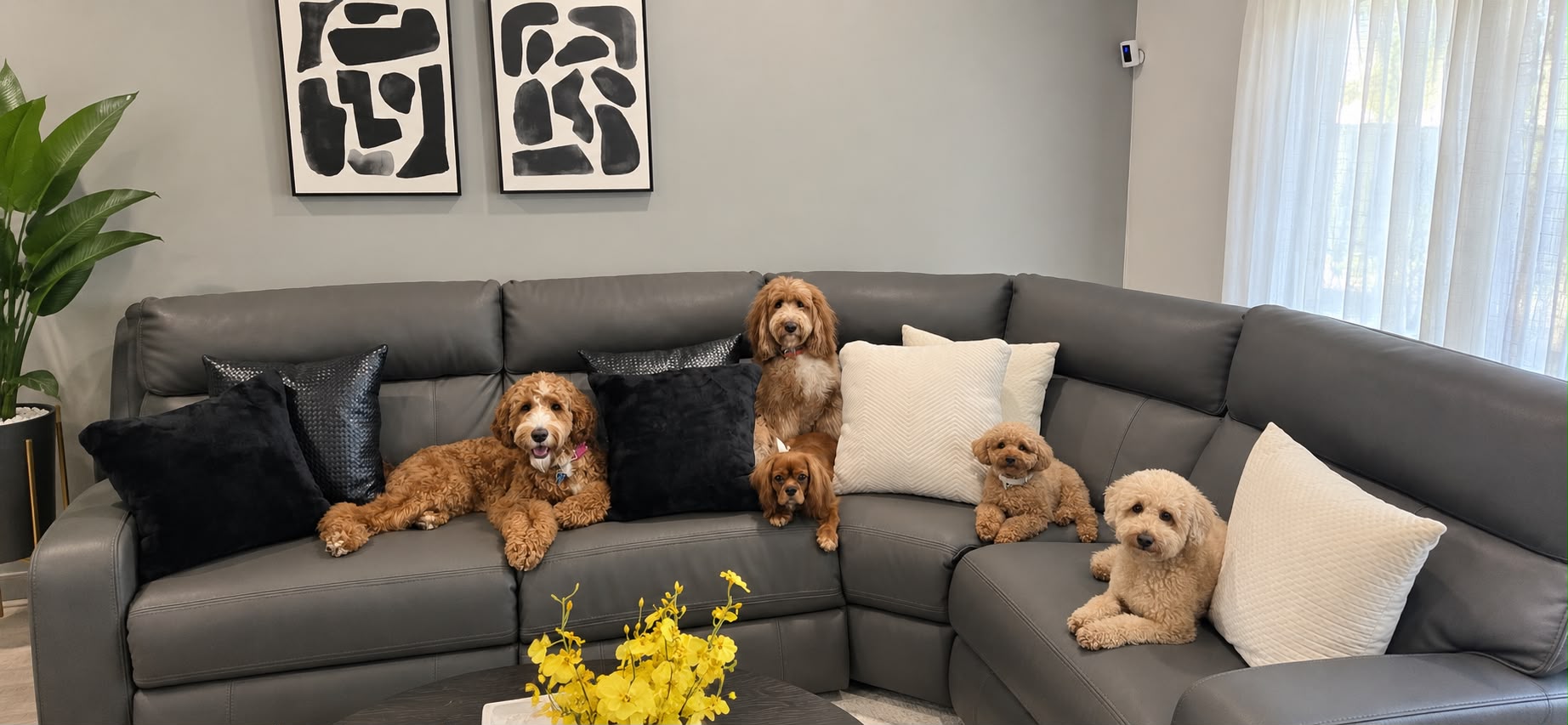 Boarding — Couch time with friends at Kisses and Paws in West Miami