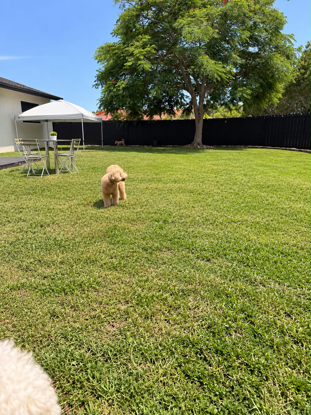 Boarding — Room to run at Kisses and Paws in West Miami