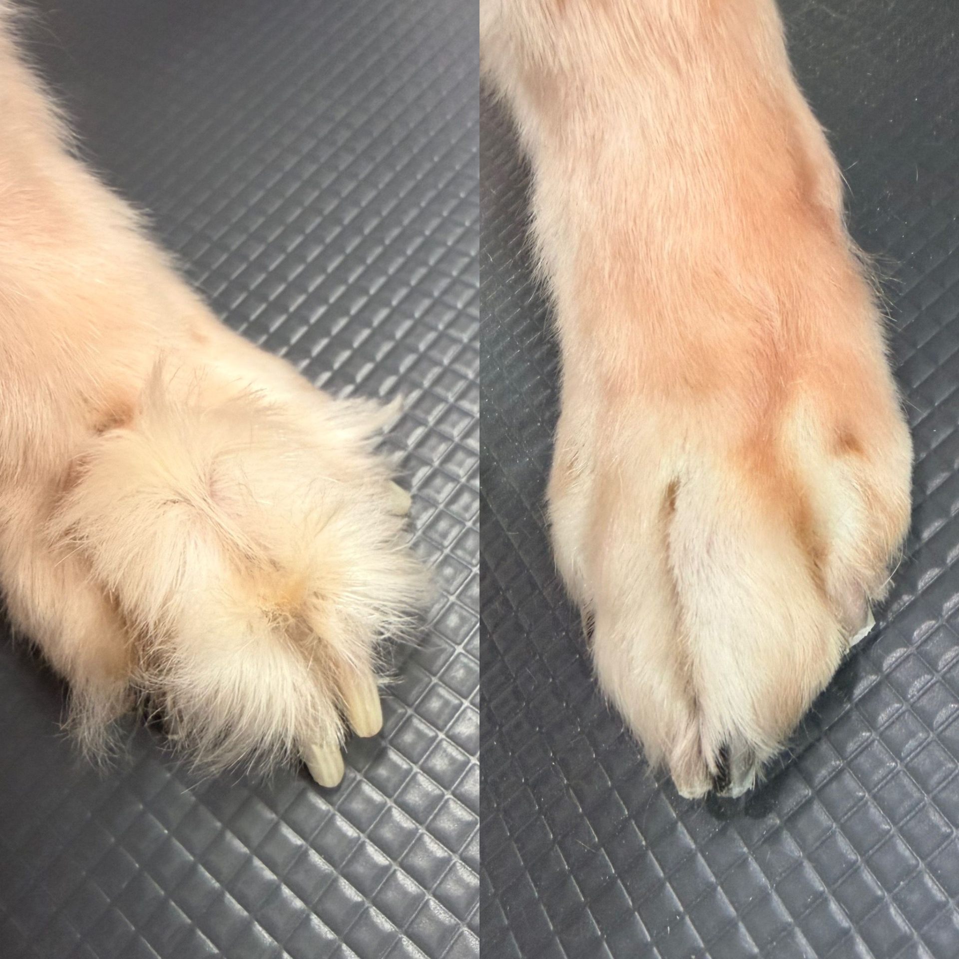 Nails — Clean paws at Kisses and Paws in West Miami