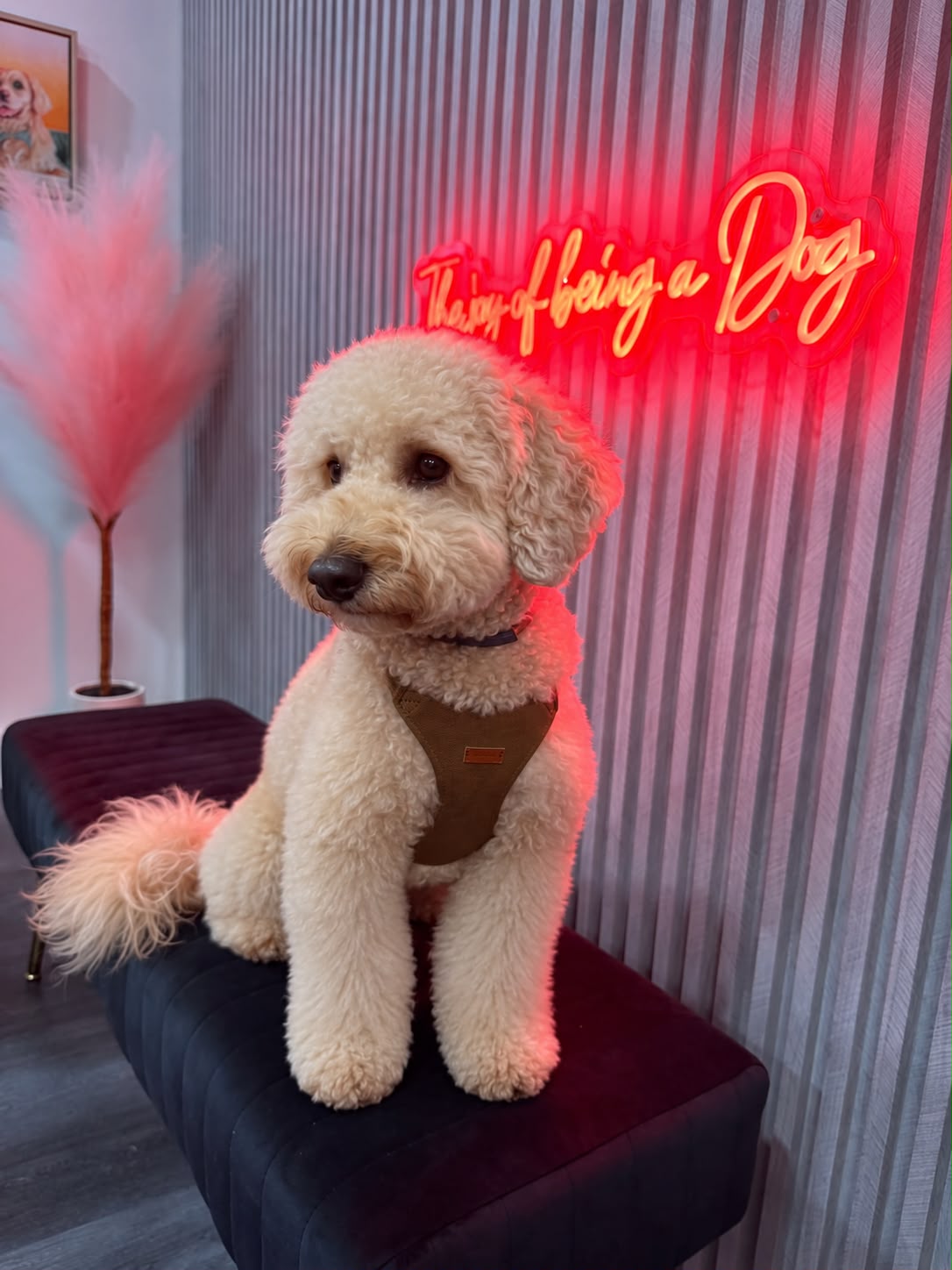 Freshly groomed goldendoodle sitting on a velvet bench under the neon sign at the Kisses and Paws studio in West Miami