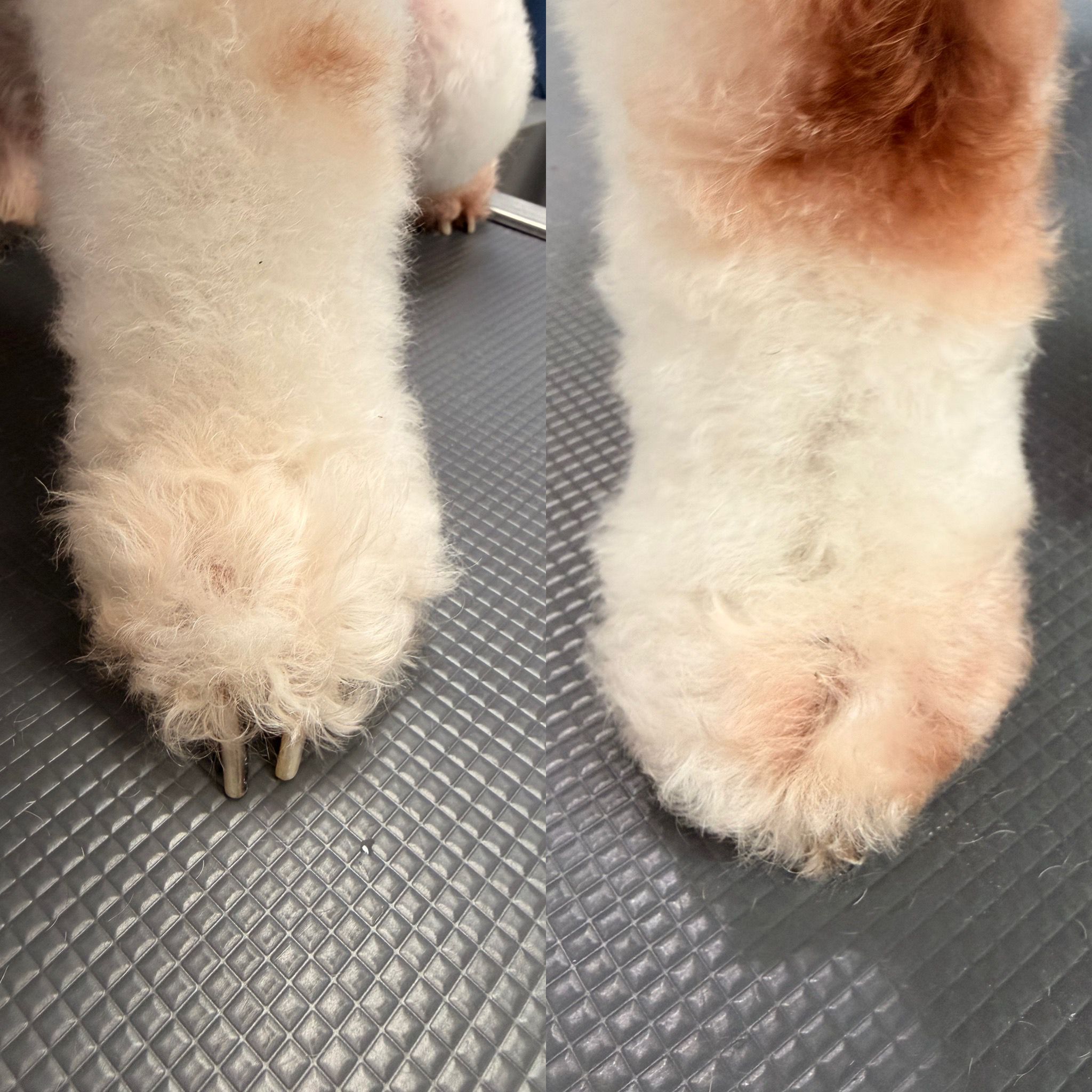 Nails — Overgrown nails, trimmed short at Kisses and Paws in West Miami