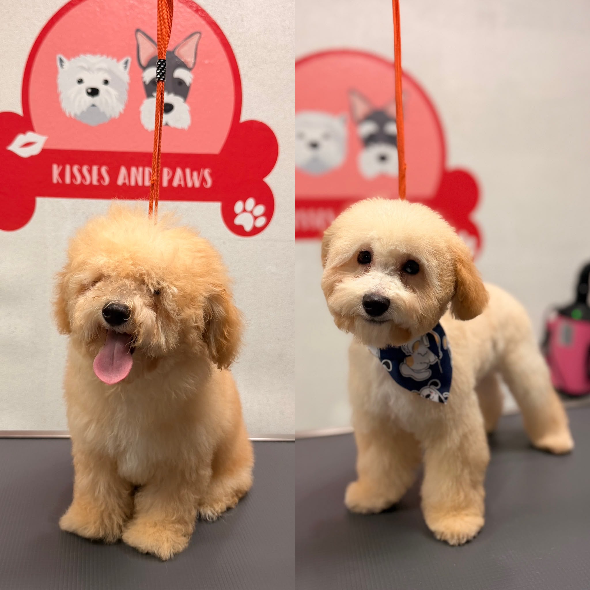 Puppy Groom — Before and after a first puppy groom at Kisses and Paws in West Miami