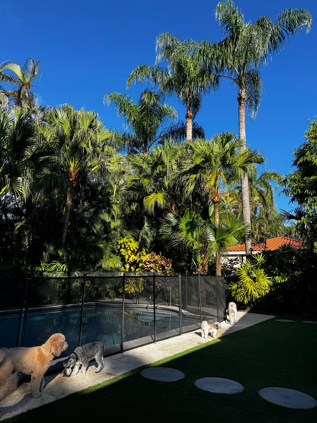 Dogs exploring the tropical backyard with palm trees beside the fenced pool