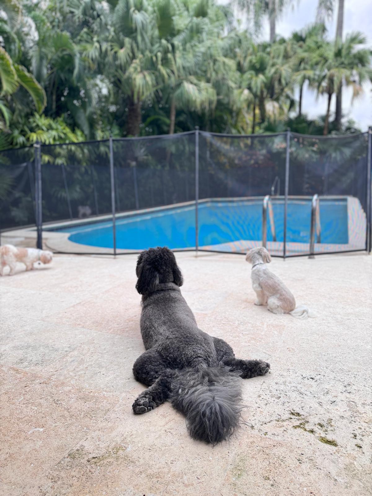 Poodle stretched out on the pool deck with small dogs nearby, safe behind the pool fence