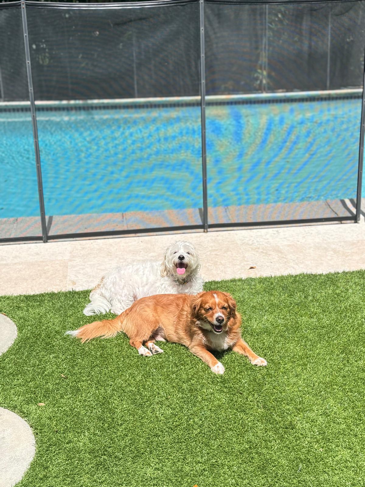 Two happy dogs relaxing on the turf next to the fenced pool