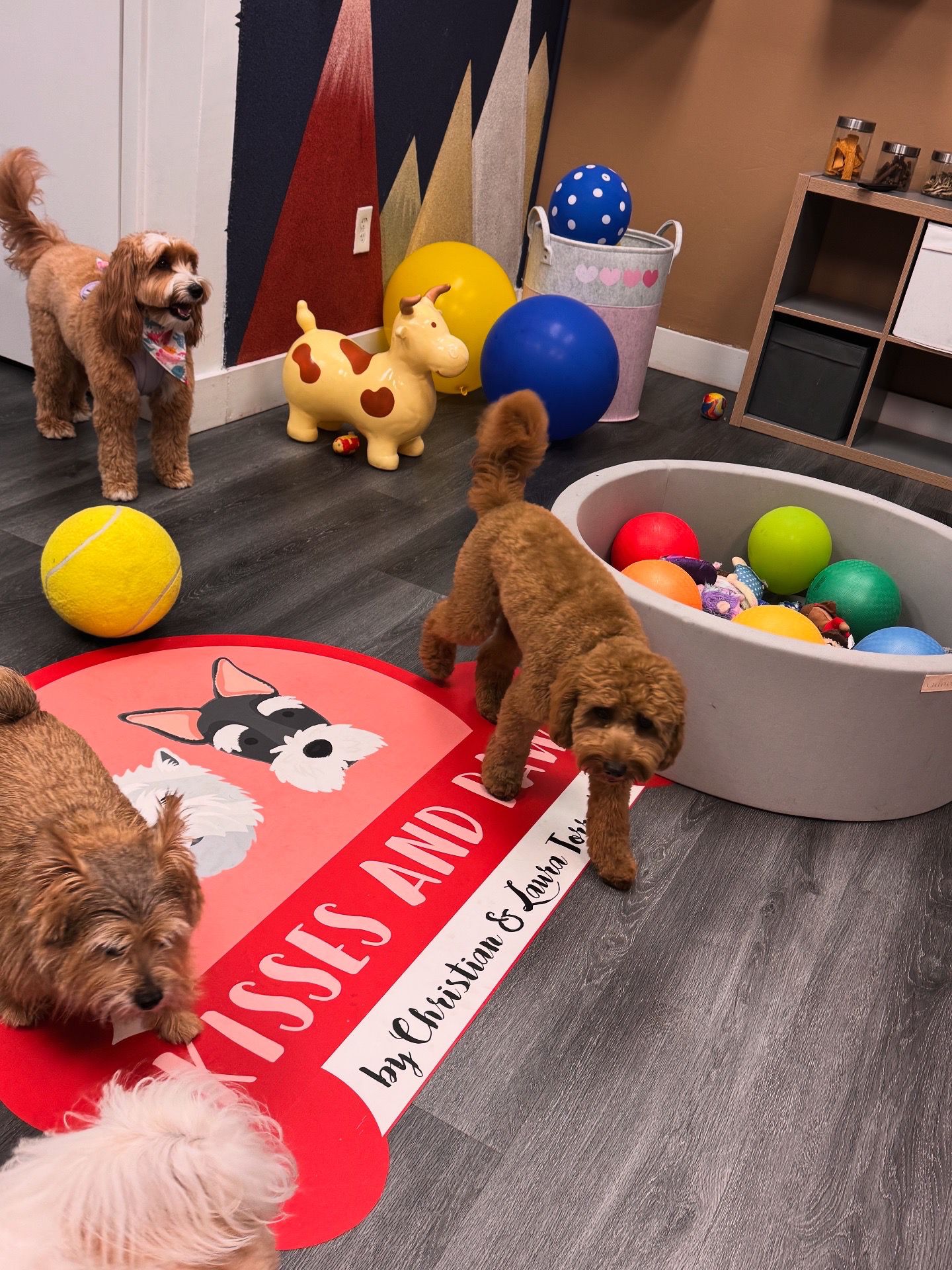 Dogs exploring the ball pit and toys in the play room