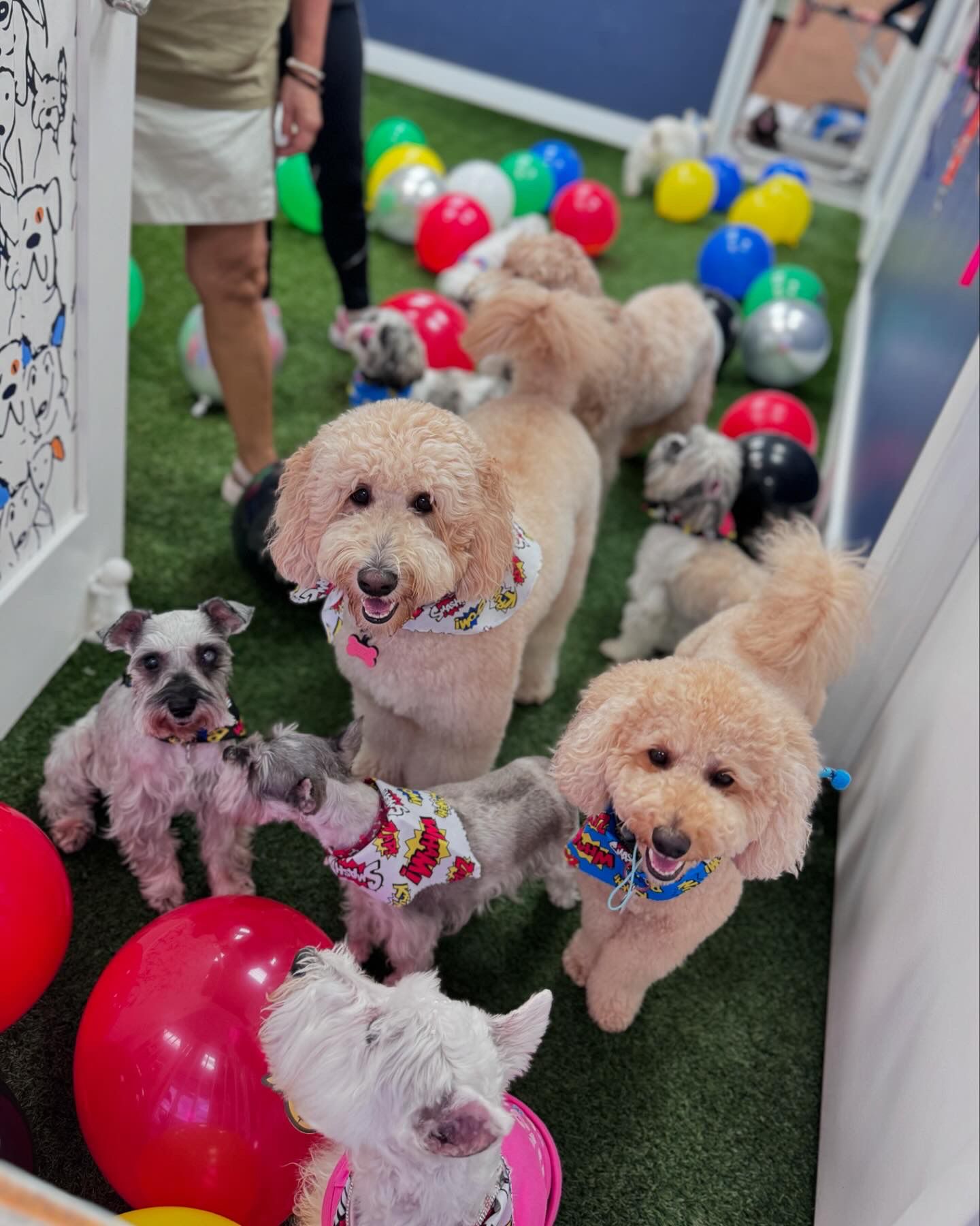 Group of small dogs wearing bandanas playing with balloons on the turf at daycare