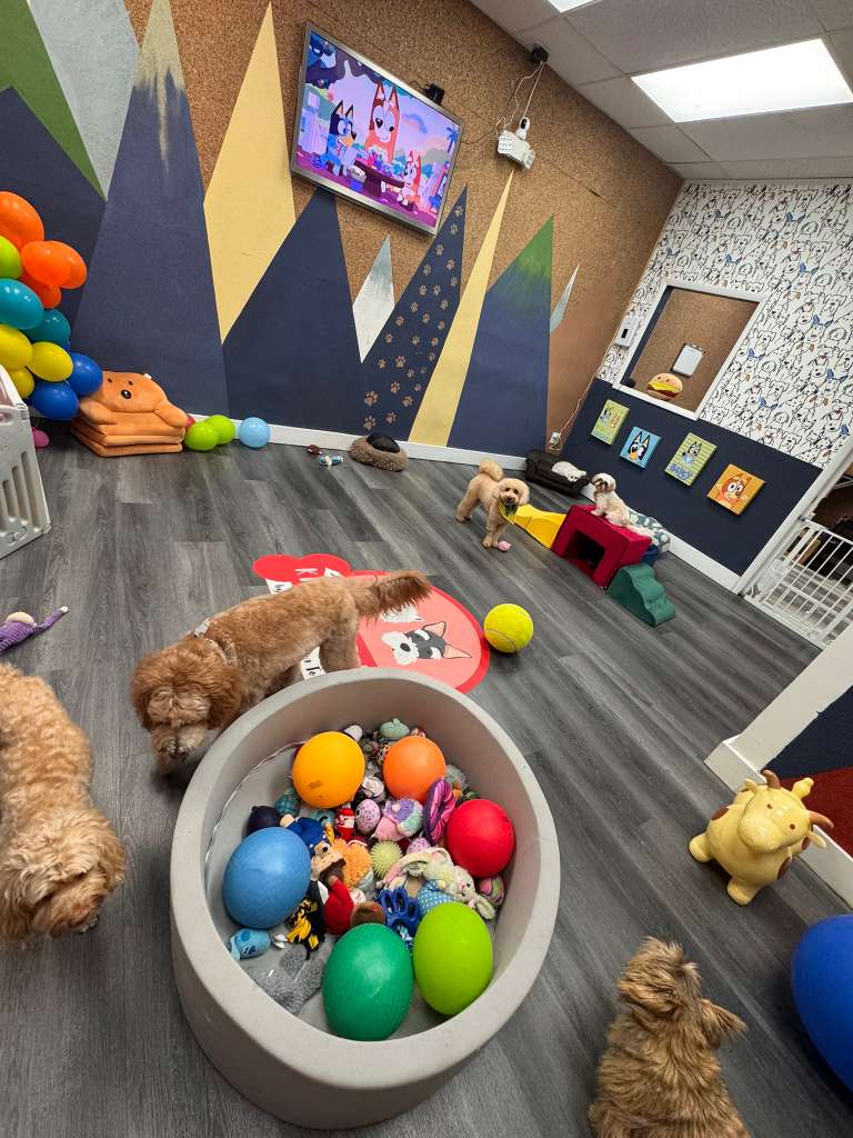 Dogs playing in the indoor play room with a ball pit and cartoons on the TV