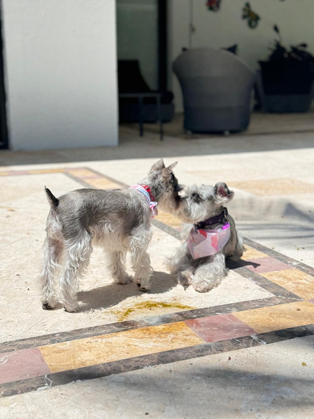 Two miniature schnauzers in bandanas saying hello on the sunny patio