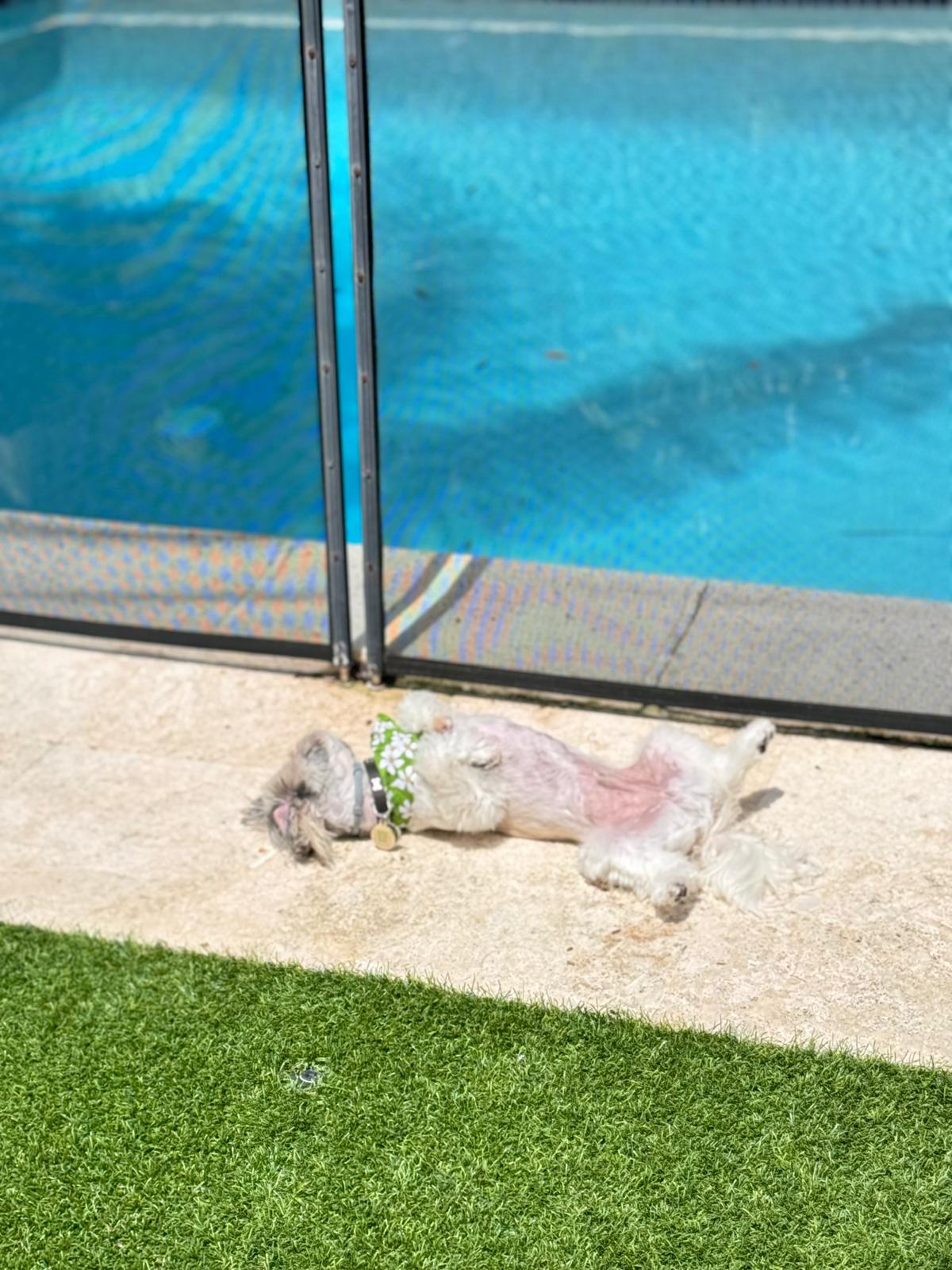 Small dog napping belly up in the sun next to the fenced pool